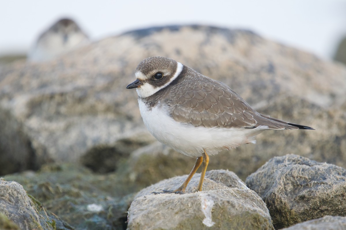 Semipalmated Plover - ML623622978