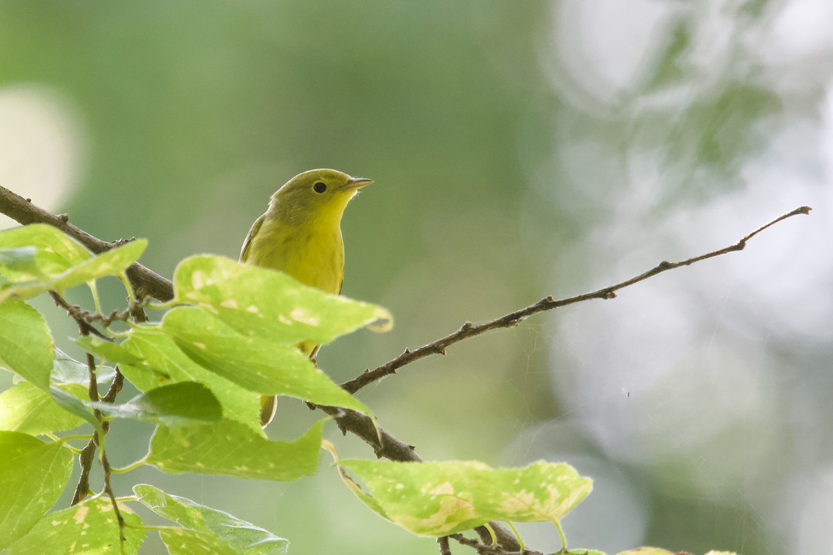 Paruline jaune - ML623623028