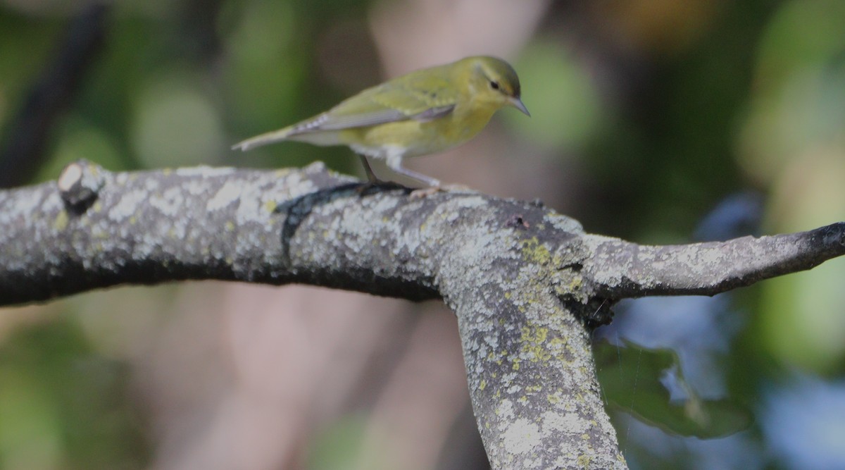 Tennessee Warbler - ML623623041