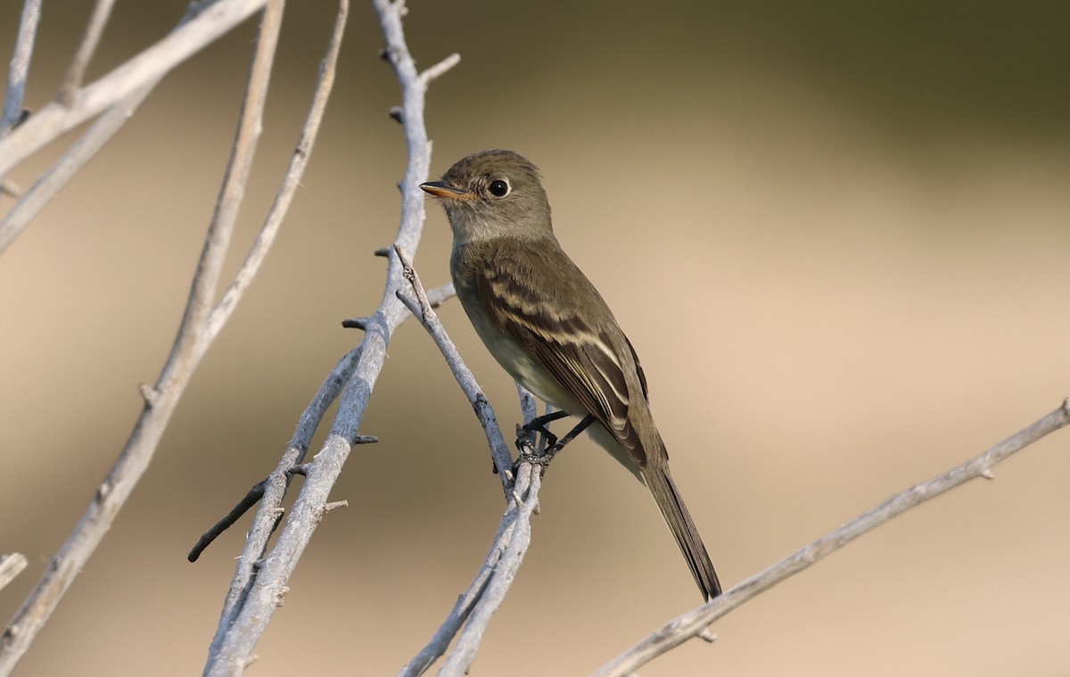 Willow Flycatcher - Michael Willison