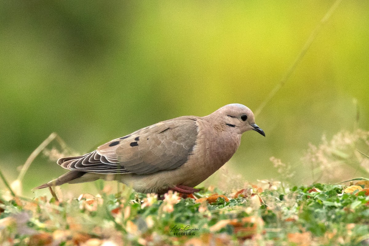 Eared Dove - ML623623164