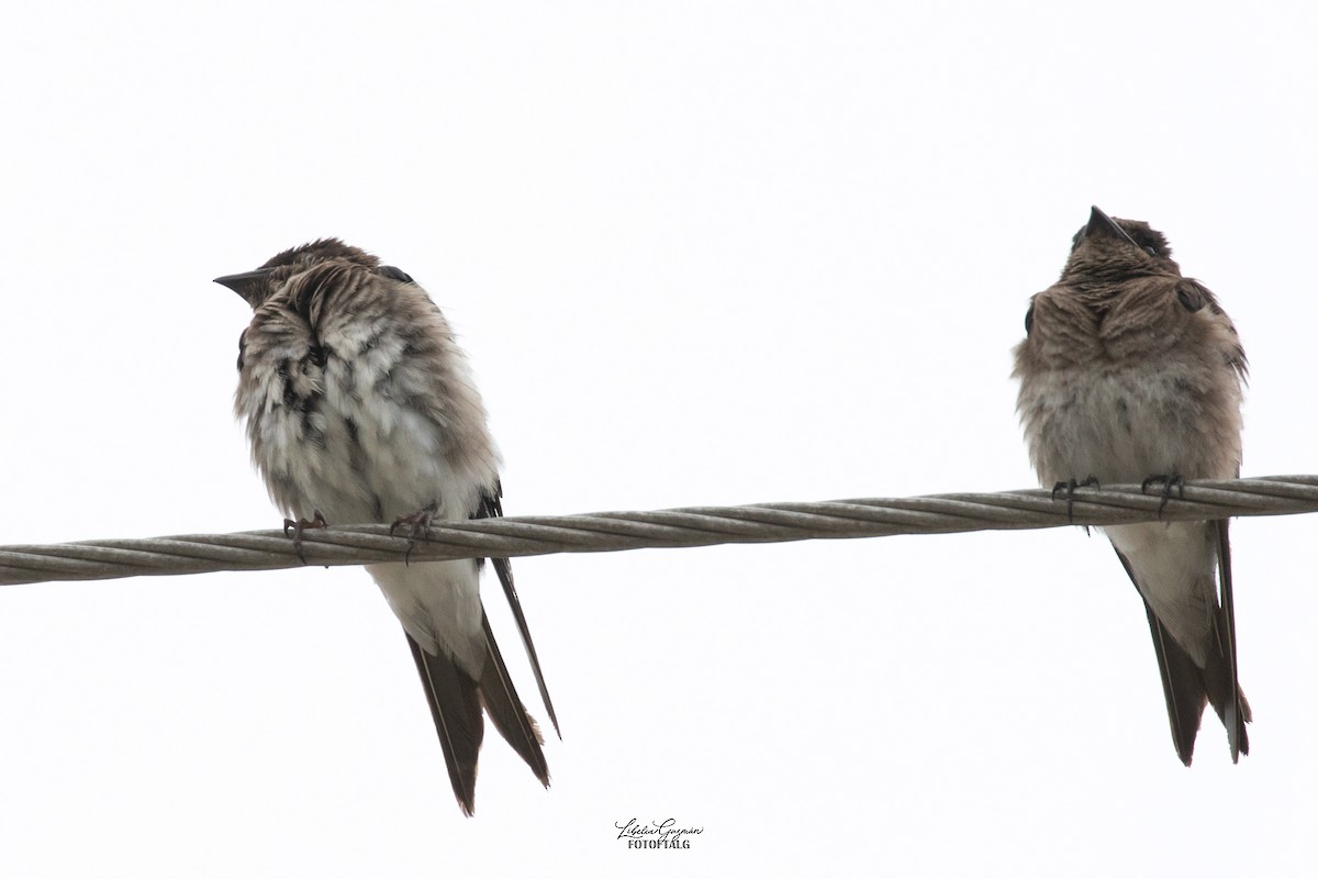 Gray-breasted Martin - ML623623167