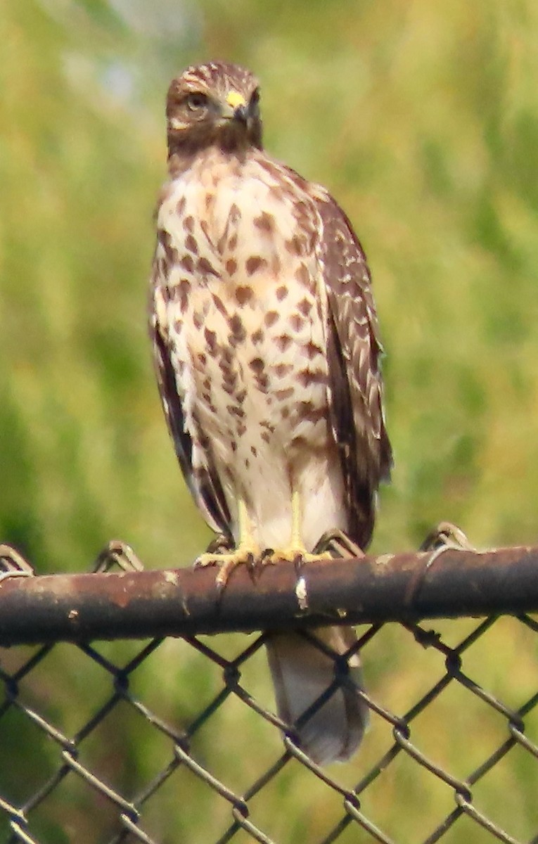 Red-shouldered Hawk (lineatus Group) - ML623623178