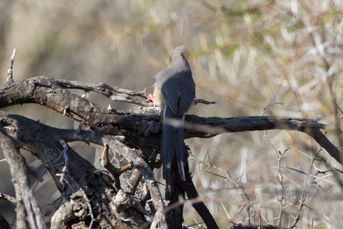 White-backed Mousebird - ML623623184