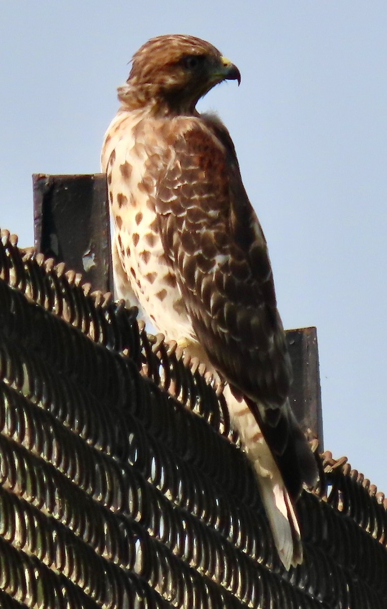 Red-shouldered Hawk (lineatus Group) - ML623623187