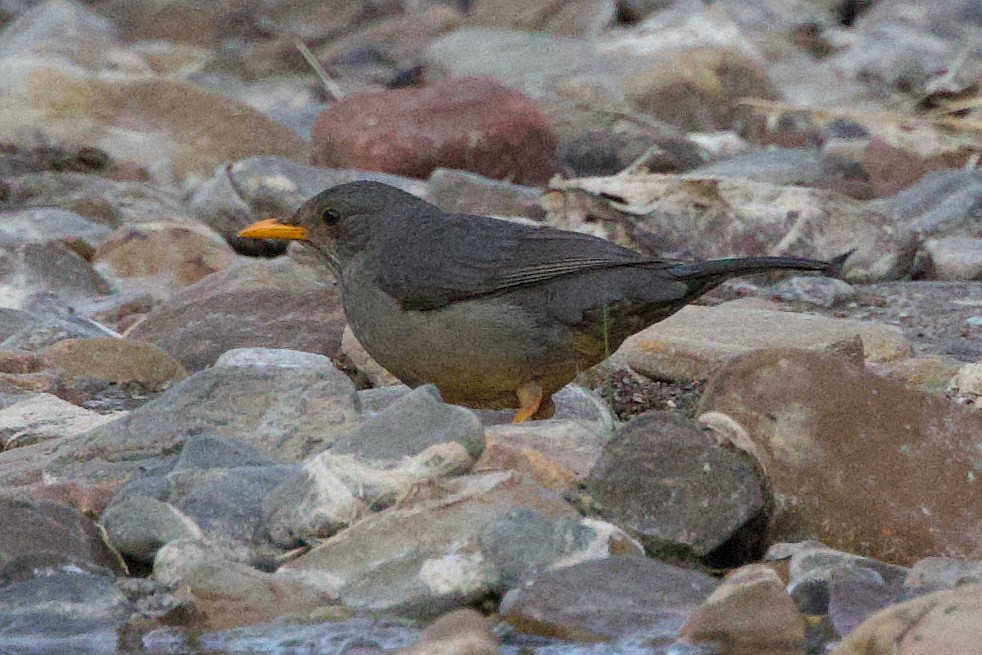 Karoo Thrush - ML623623192