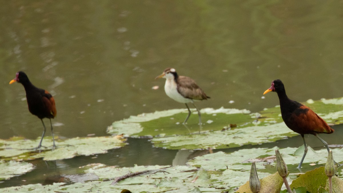 Wattled Jacana - ML623623205