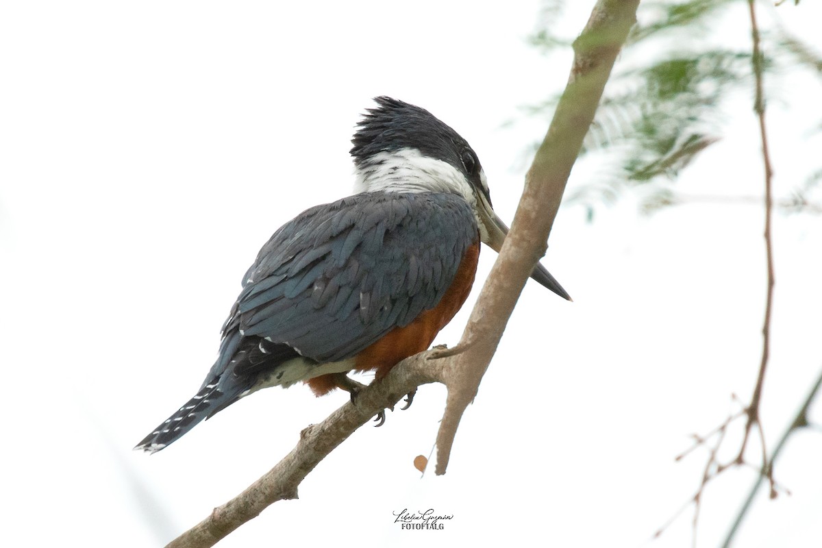 Ringed Kingfisher - ML623623206