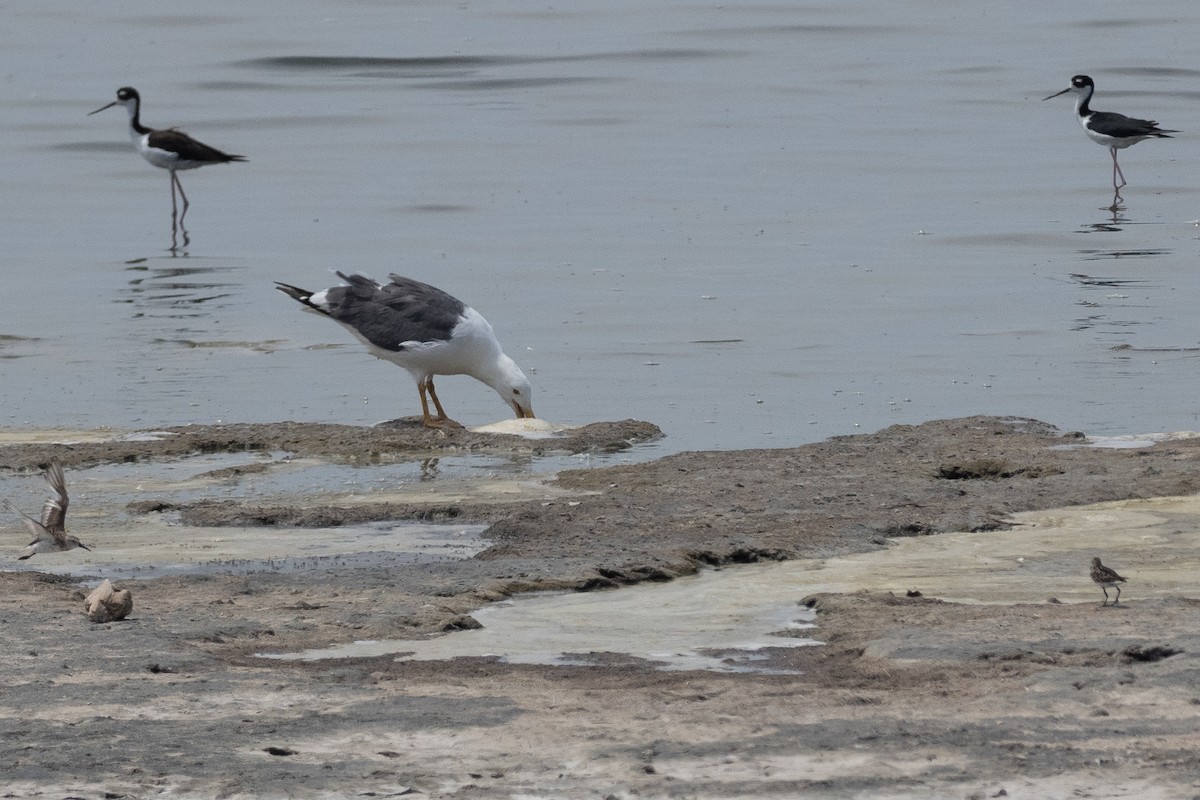 Yellow-footed Gull - ML623623209