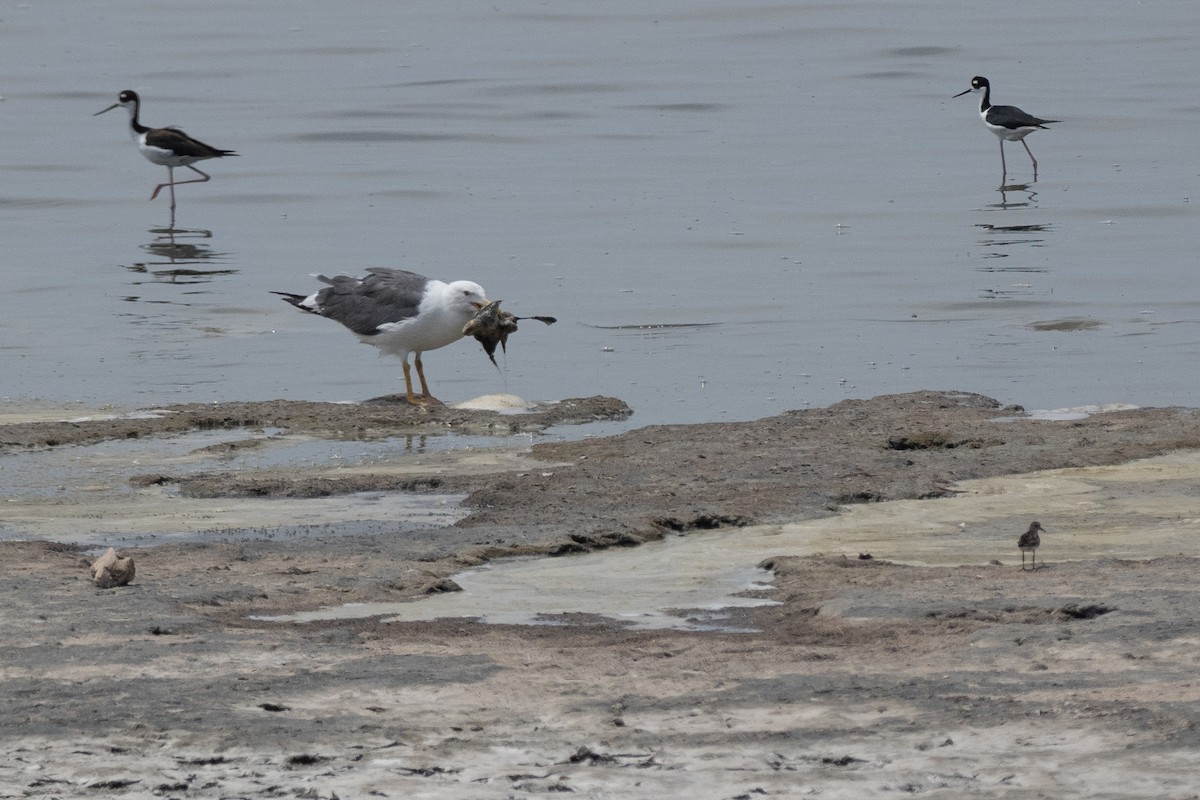 Yellow-footed Gull - ML623623210