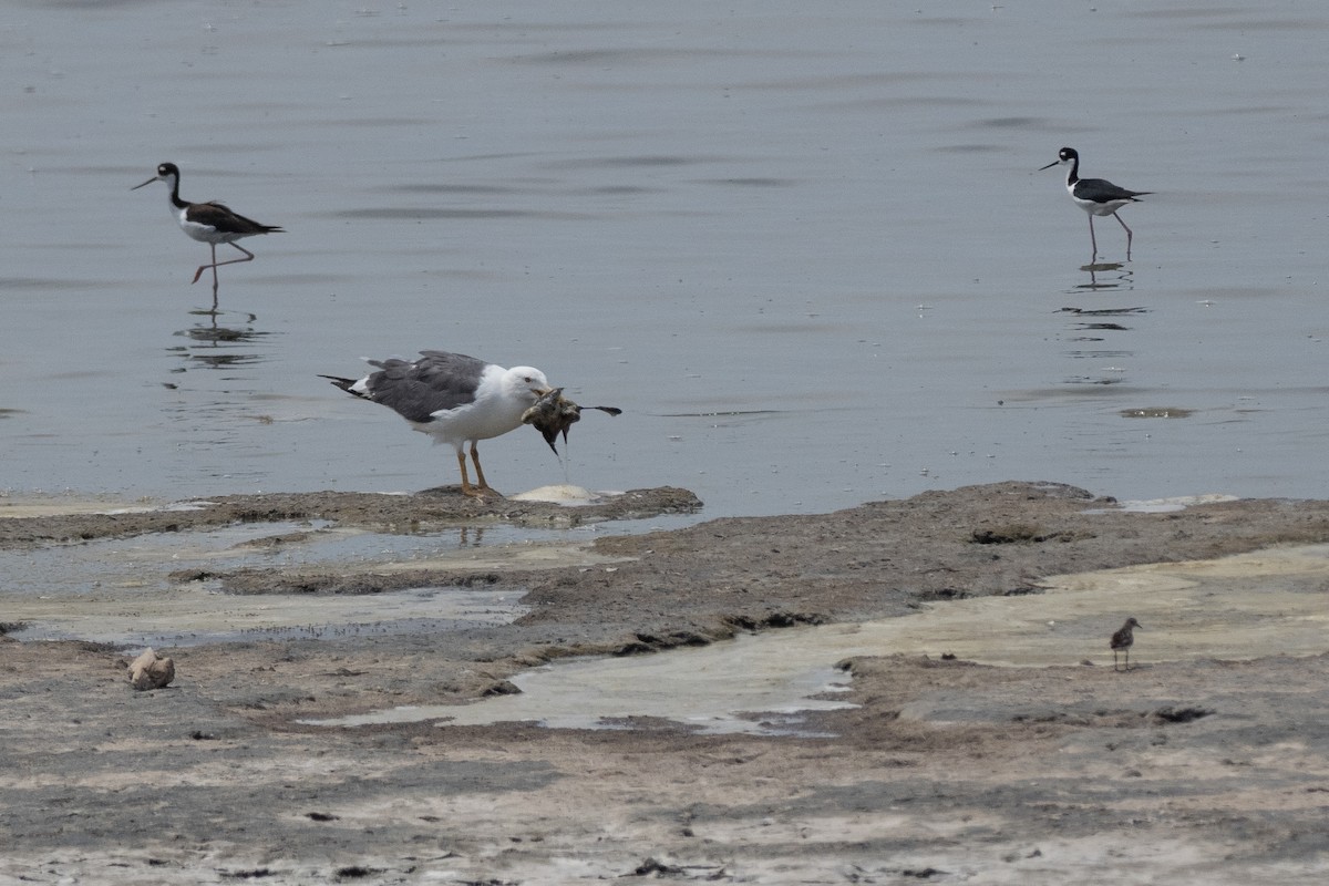 Yellow-footed Gull - ML623623211