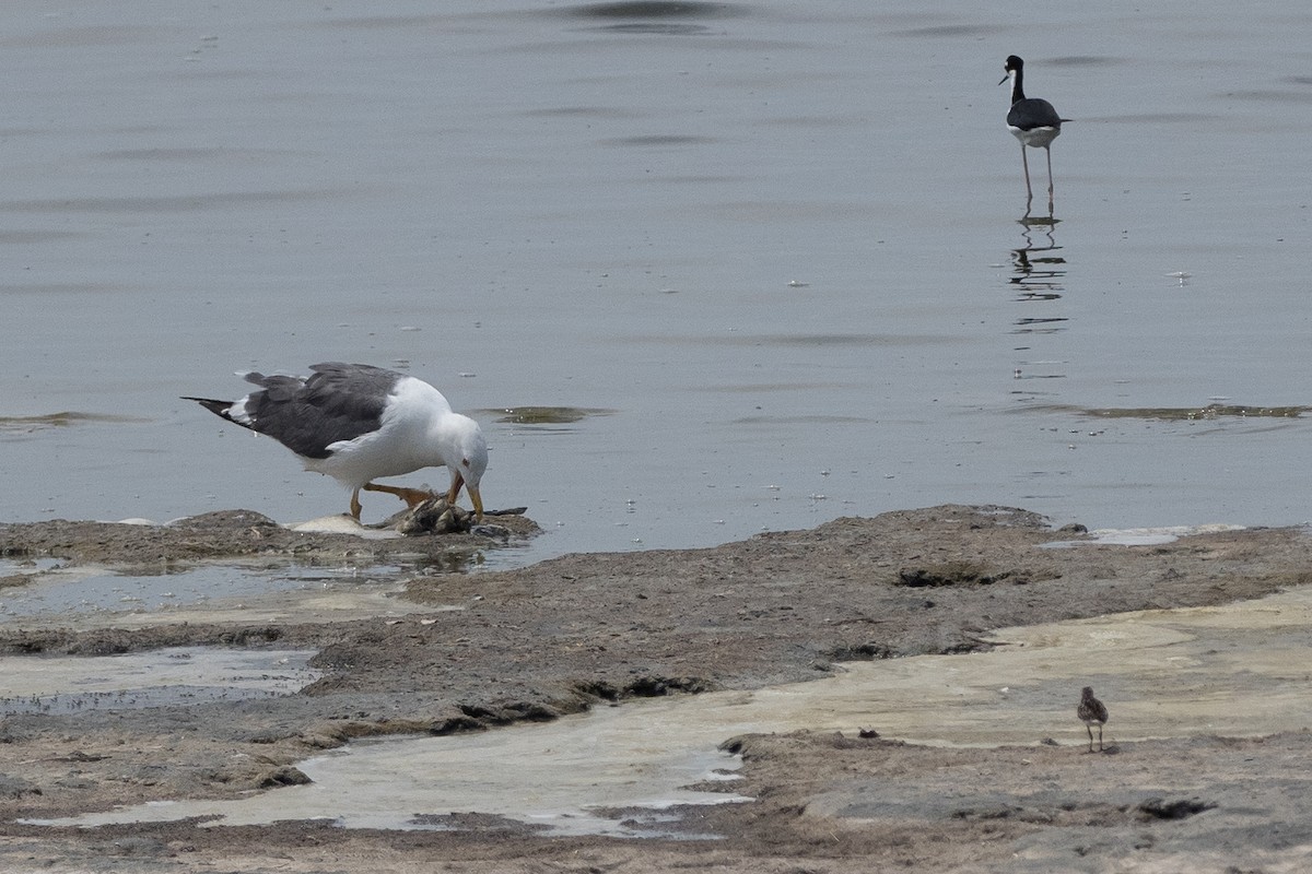 Yellow-footed Gull - Doug Whitman