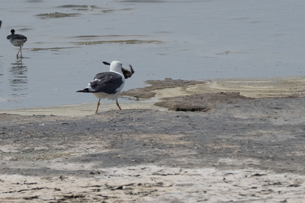 Yellow-footed Gull - ML623623213