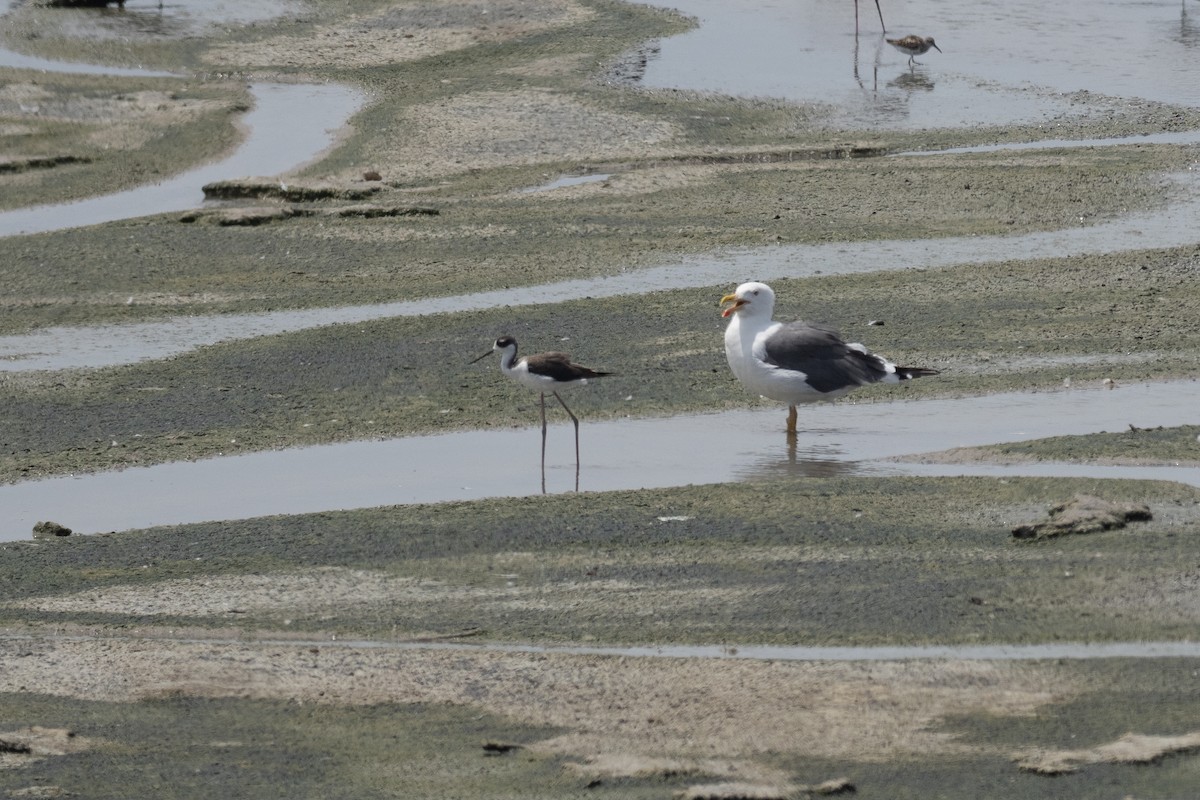 Yellow-footed Gull - ML623623214