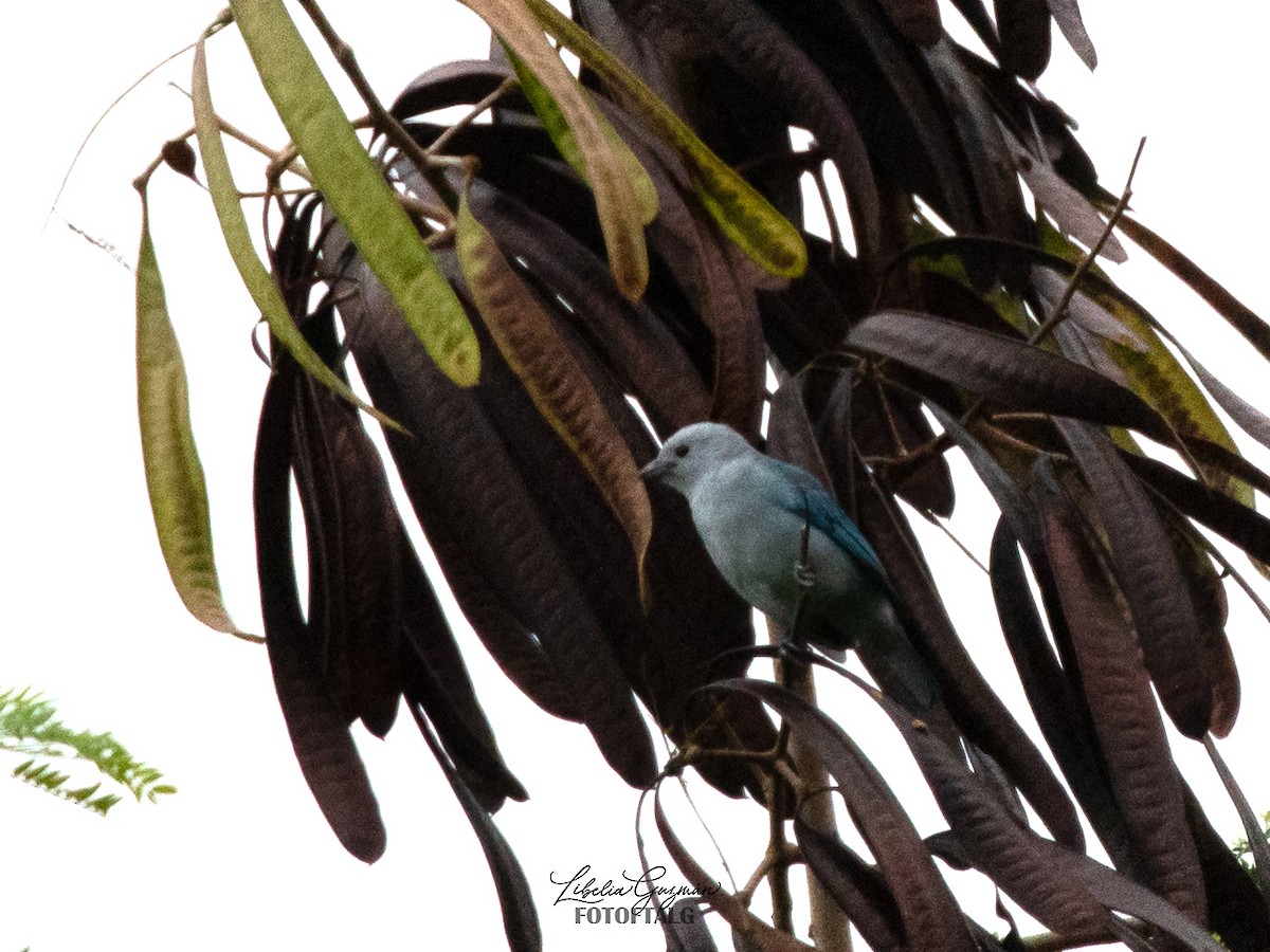 Blue-gray Tanager - ML623623215