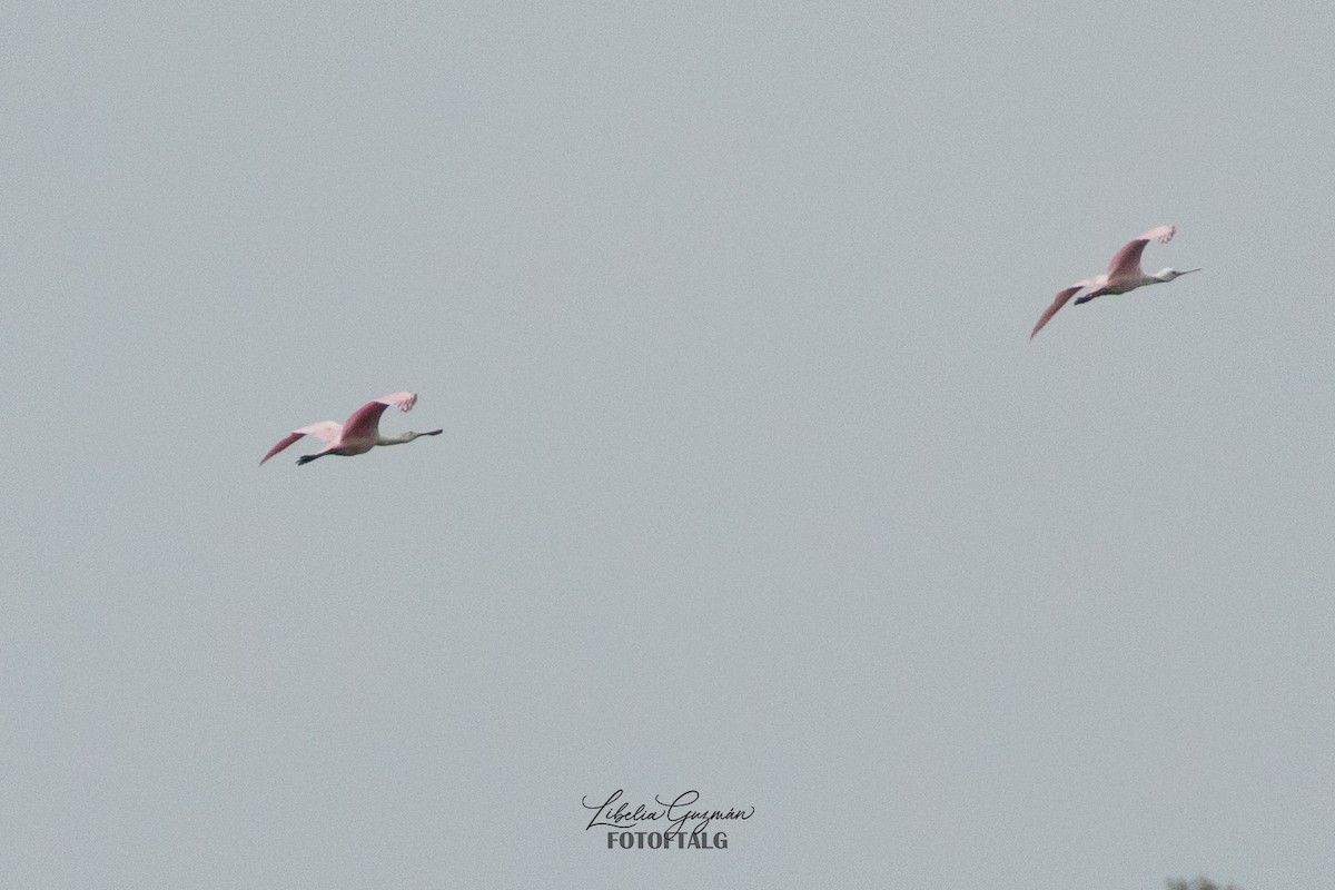 Roseate Spoonbill - ML623623219