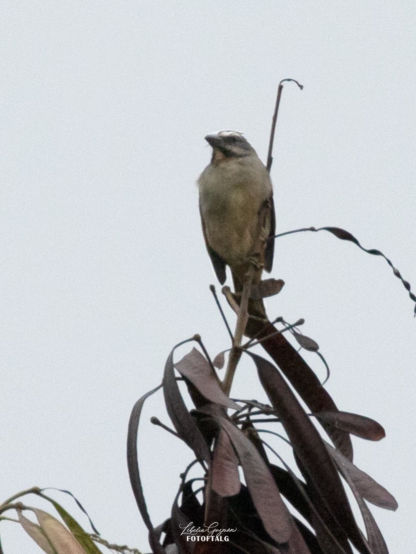 Buff-throated Saltator - Libelia Guzmán