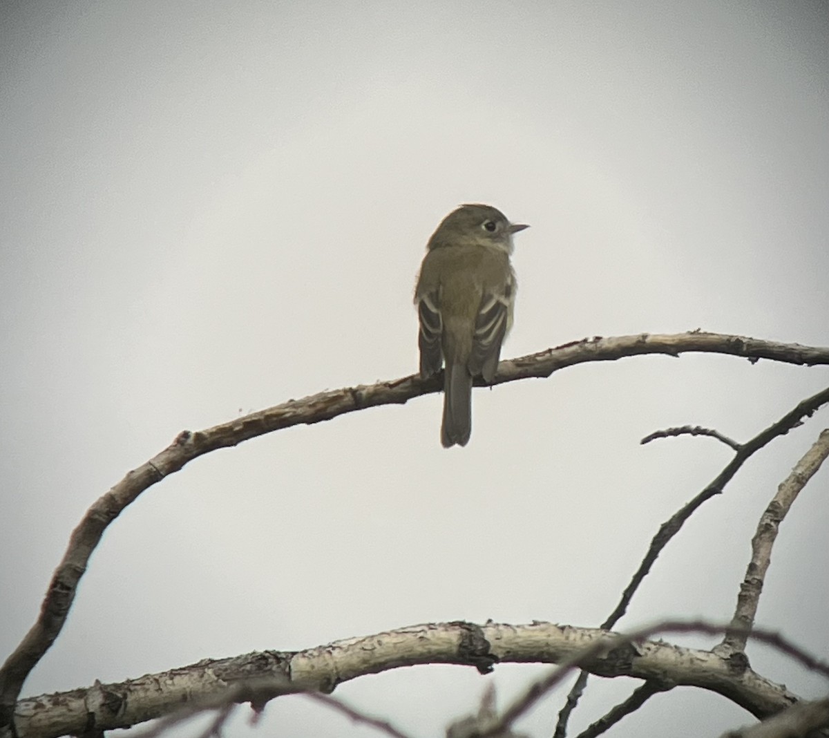 Western Flycatcher (Pacific-slope) - ML623623235