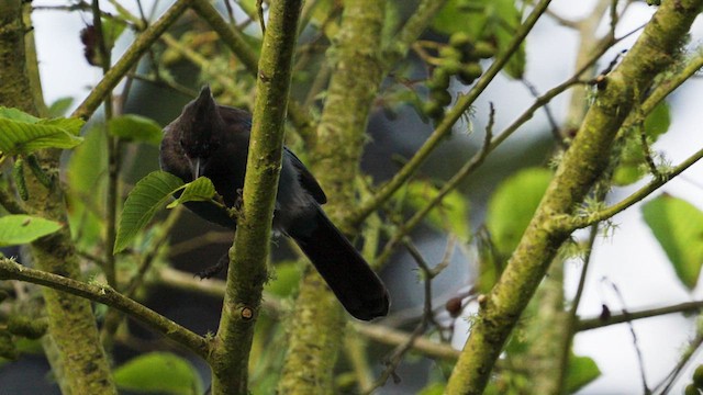 Steller's Jay - ML623623286