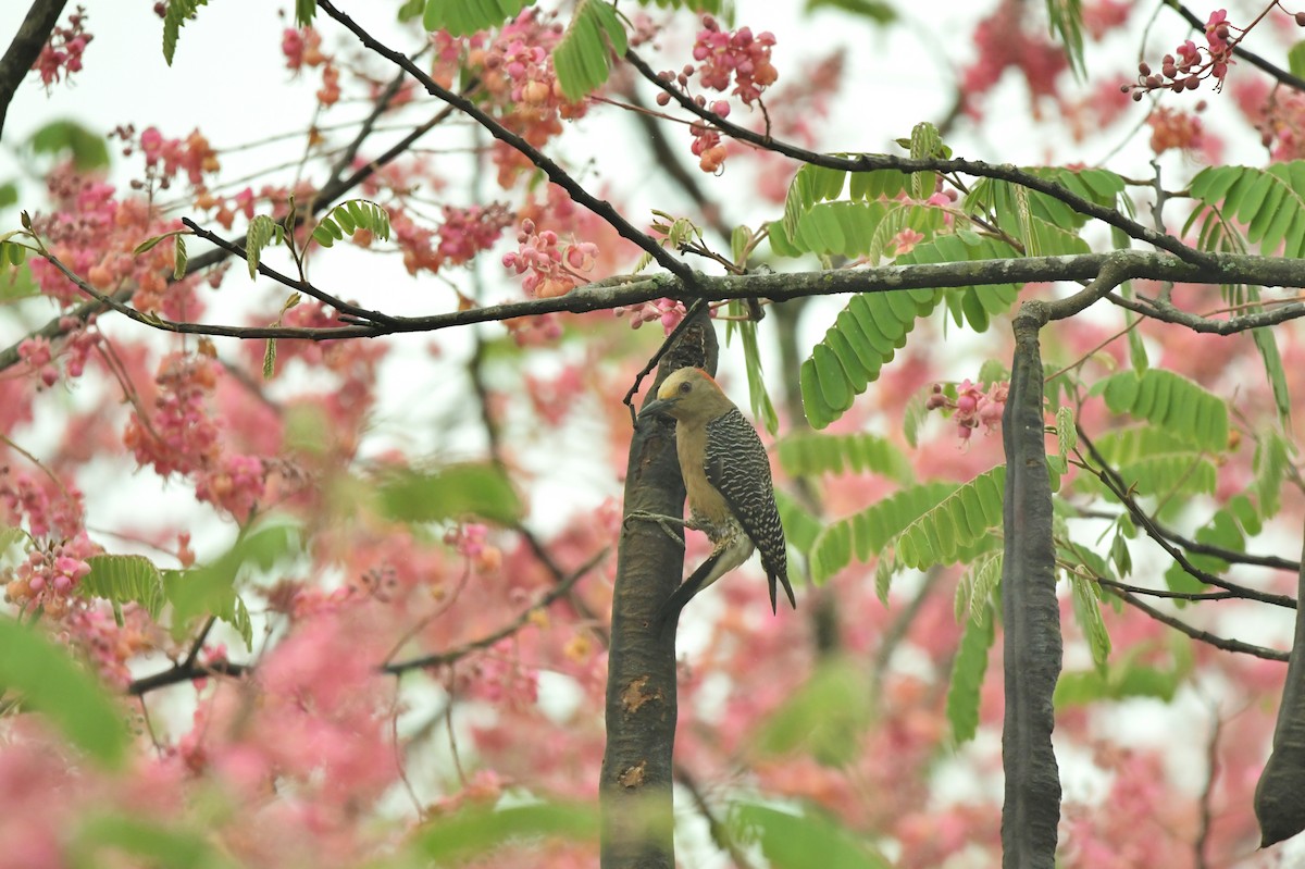 Golden-fronted Woodpecker - ML623623297