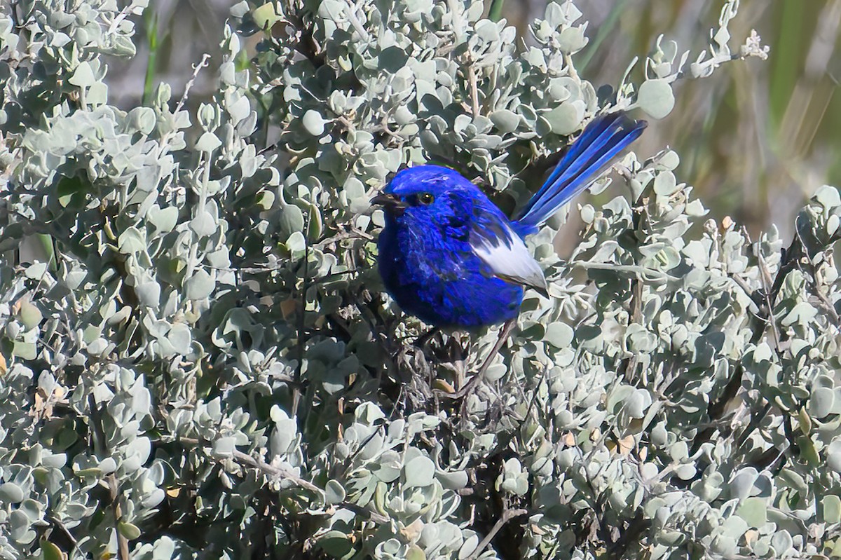 White-winged Fairywren - ML623623359