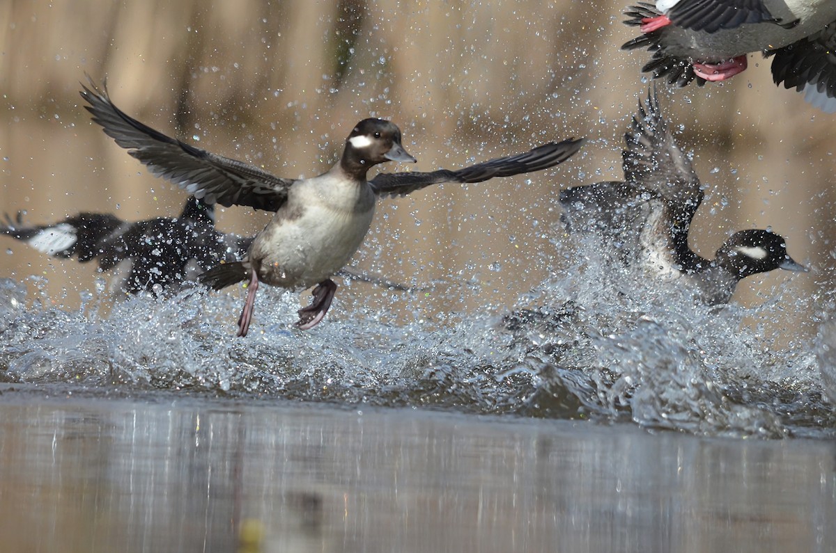 Bufflehead - ML623623365