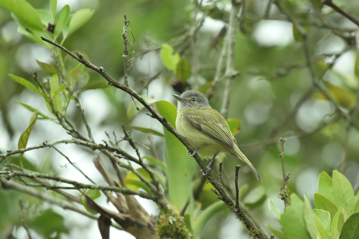 Yellow-olive Flatbill - ML623623415