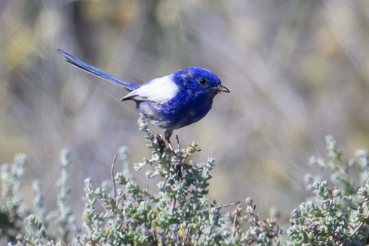 White-winged Fairywren - ML623623422