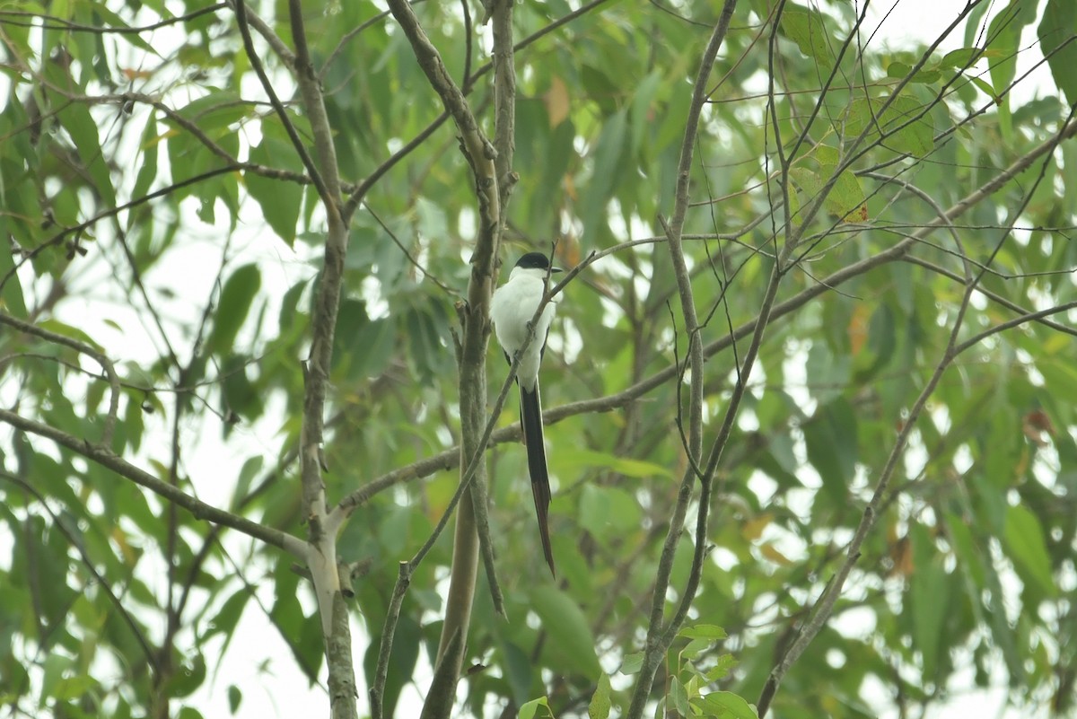 Fork-tailed Flycatcher - ML623623430