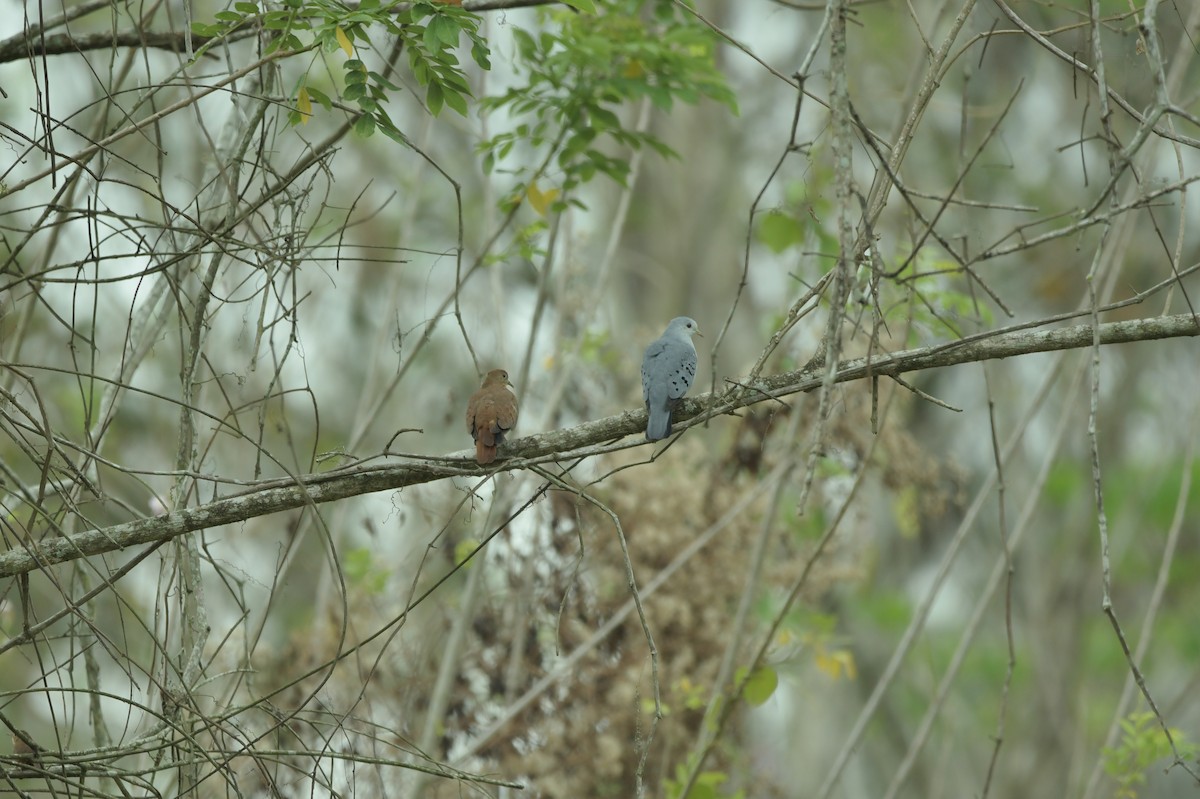 Blue Ground Dove - ML623623438