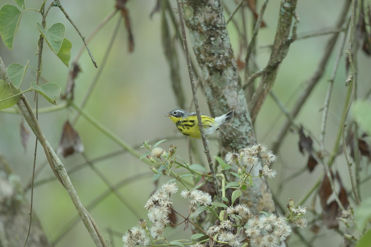 Magnolia Warbler - ML623623448