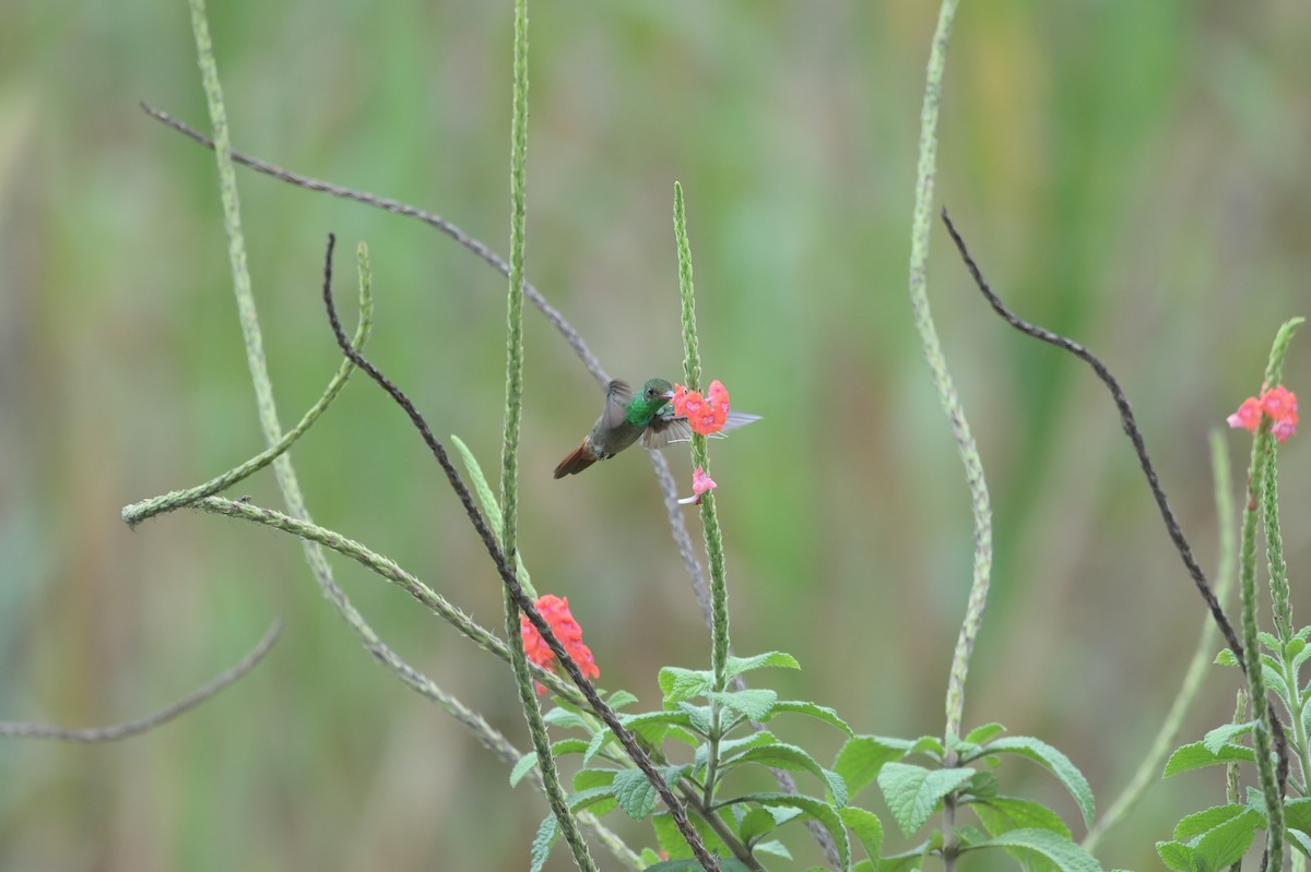 Rufous-tailed Hummingbird - ML623623449