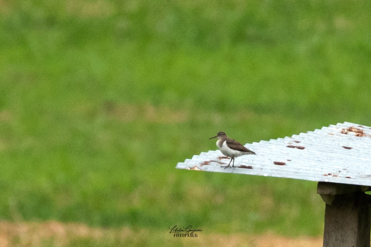 Spotted Sandpiper - ML623623451