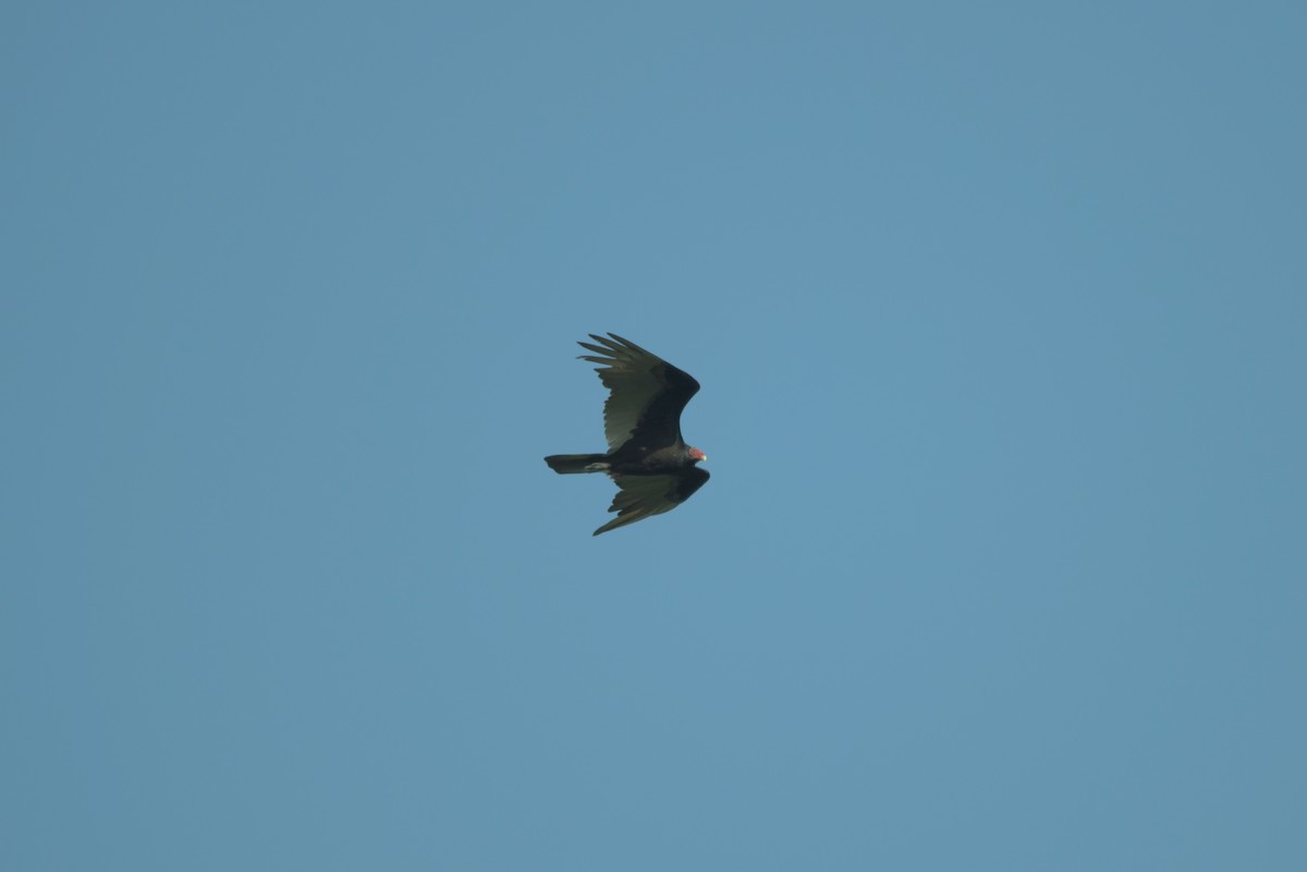 Turkey Vulture - ML623623453