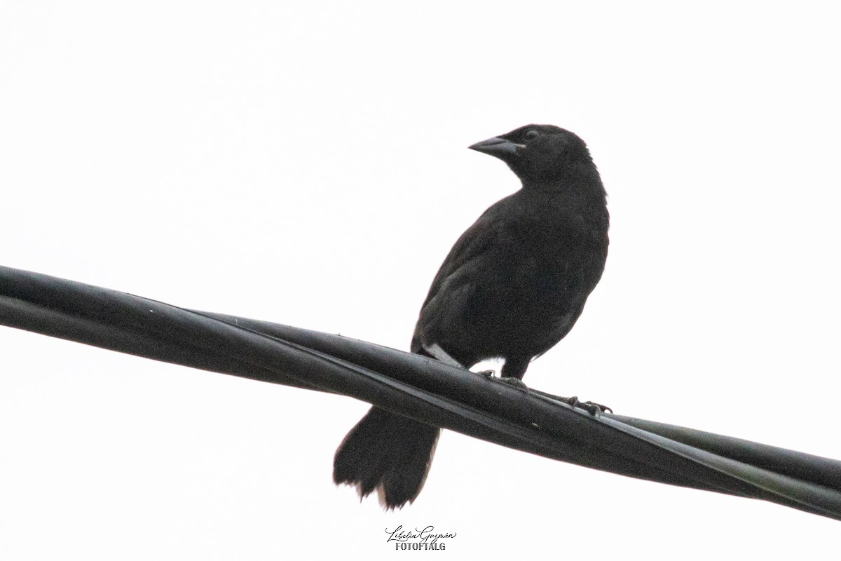 Scrub Blackbird - Libelia Guzmán