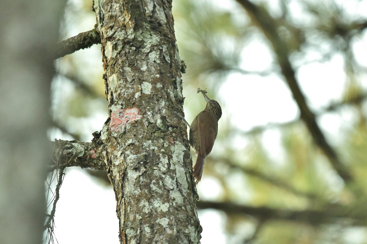 Streak-headed Woodcreeper - ML623623455