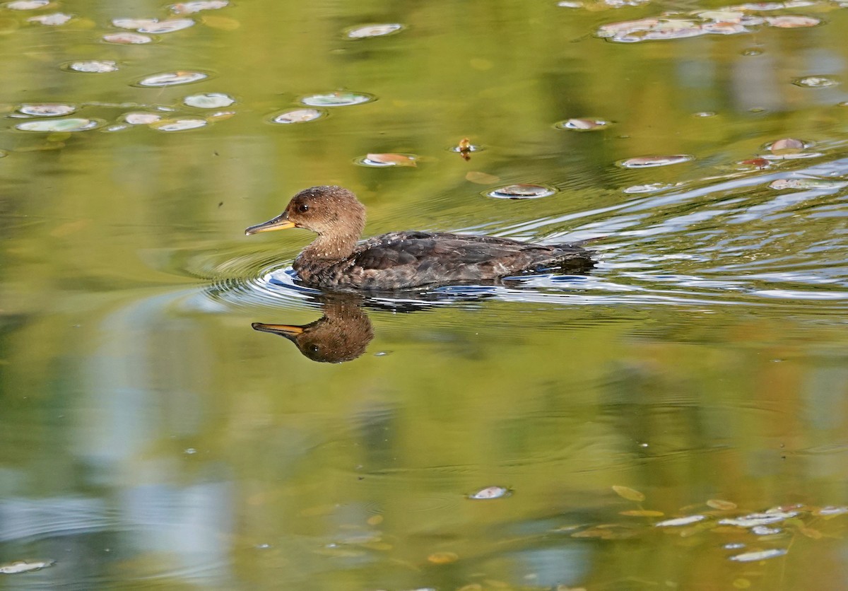 Hooded Merganser - ML623623456