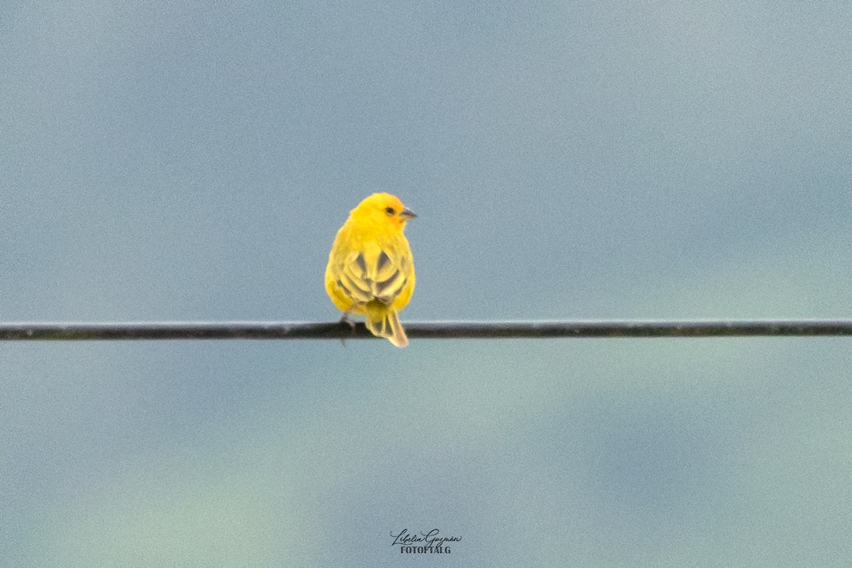 Saffron Finch - ML623623457