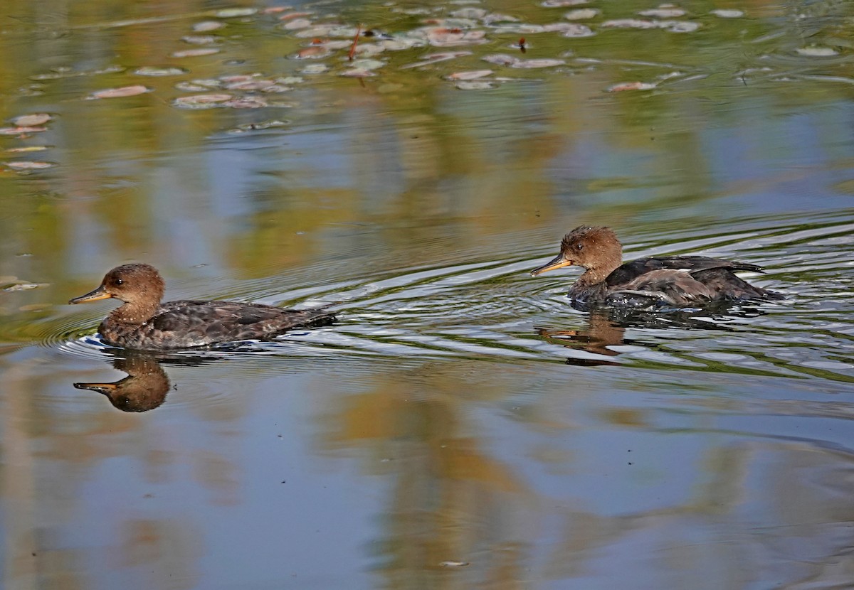 Hooded Merganser - ML623623458