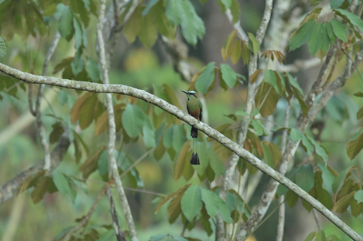 Turquoise-browed Motmot - ML623623461