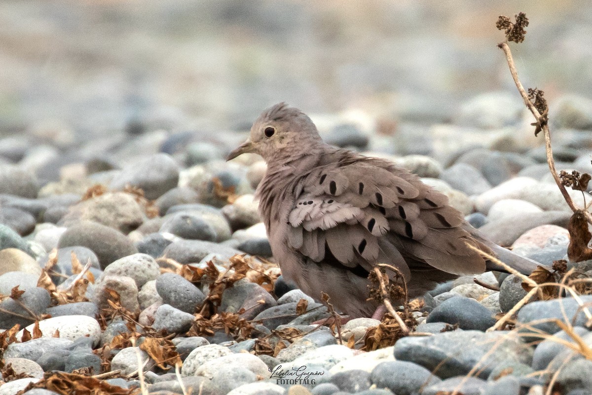 Ecuadorian Ground Dove - ML623623465