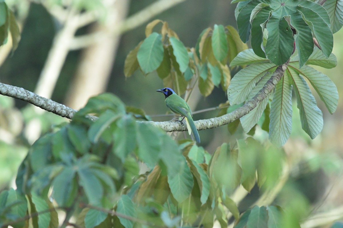 Green Jay - ML623623466