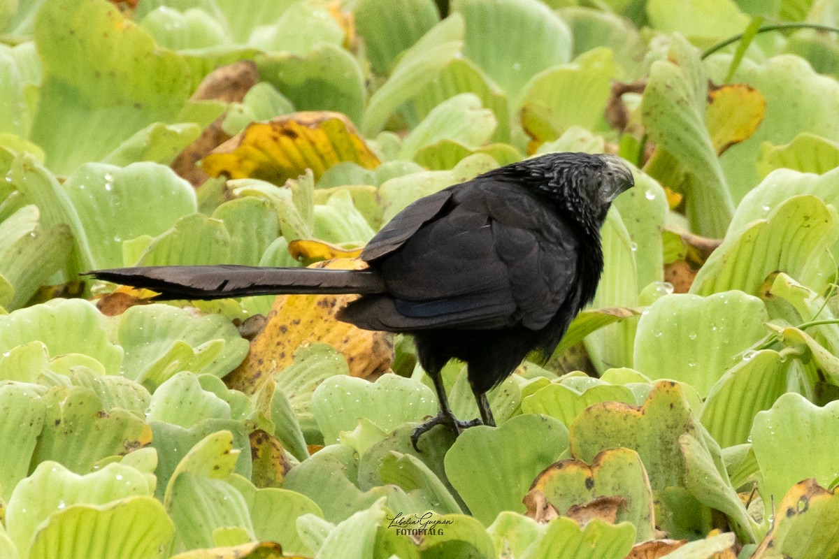 Groove-billed Ani - ML623623468