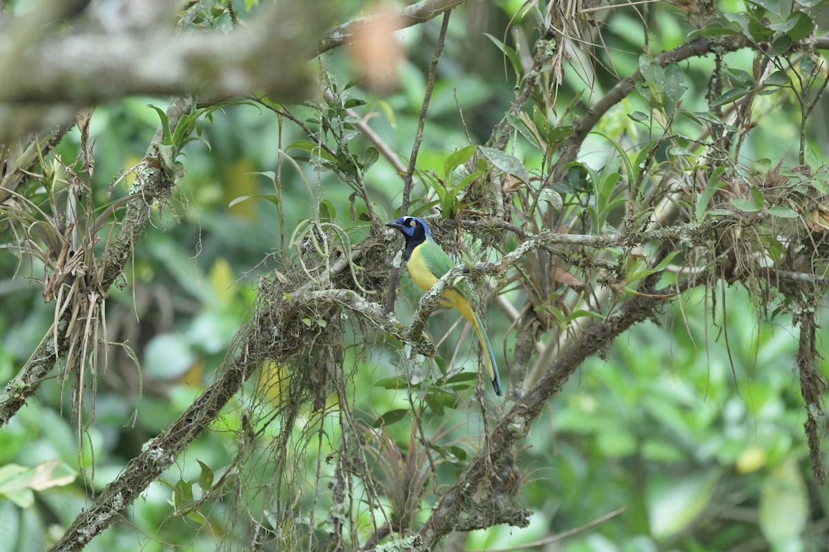 Green Jay - ML623623471