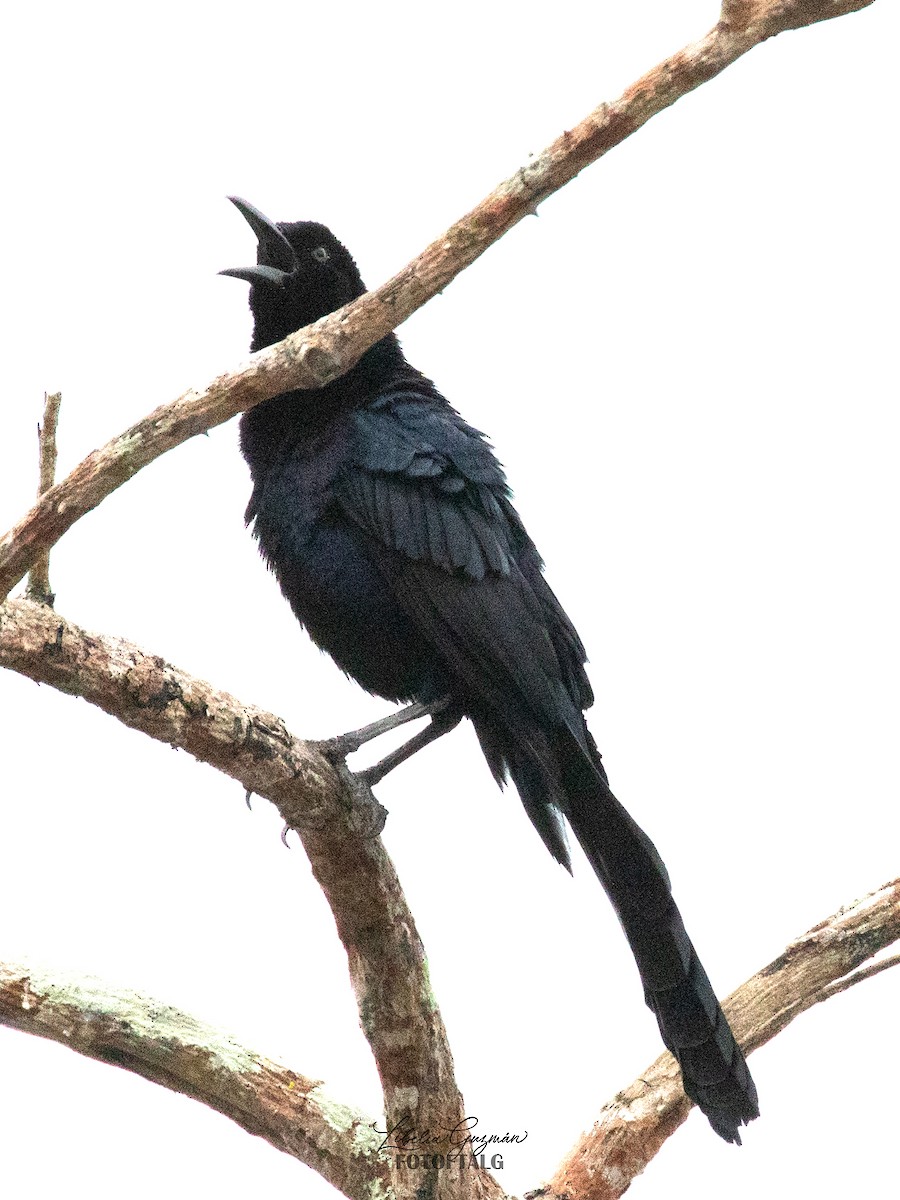 Great-tailed Grackle - ML623623475