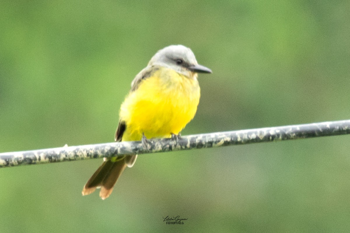 Tropical Kingbird - ML623623485