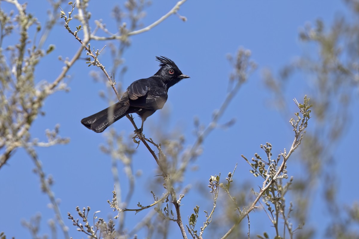 Capulinero Negro - ML623623487