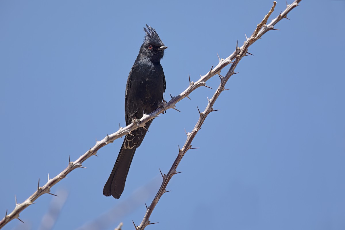 Capulinero Negro - ML623623489