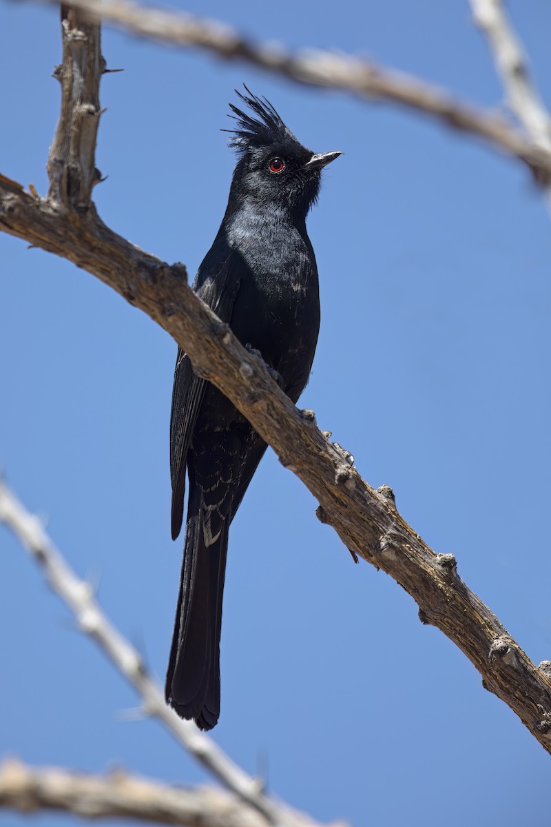 Capulinero Negro - ML623623490