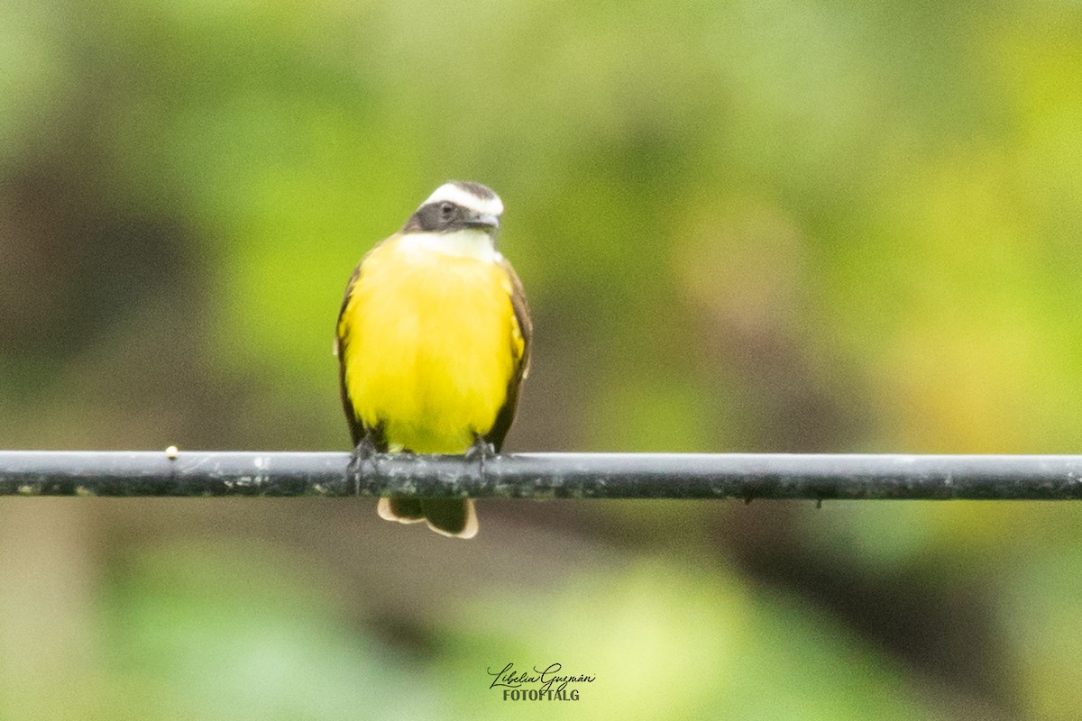 Social Flycatcher - ML623623492